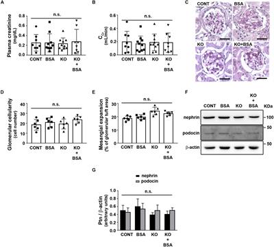 IL-4 Receptor α Chain Protects the Kidney Against Tubule-Interstitial Injury Induced by Albumin Overload